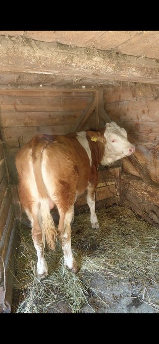 Vand tauras.               .