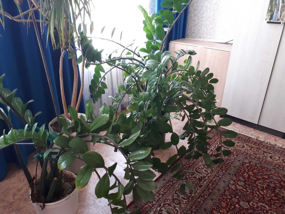 Замиокулькас продам