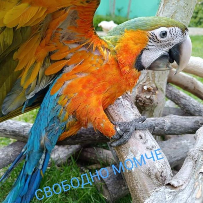 Ара RUBYGOLD - хибрид
