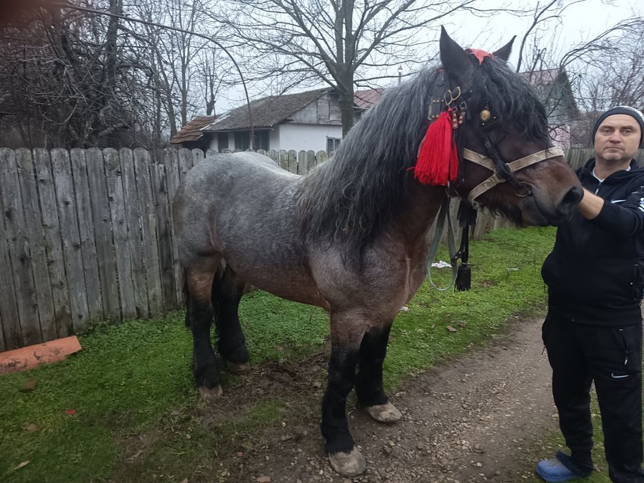 Vând armăsar  vârstă 3_4 ani