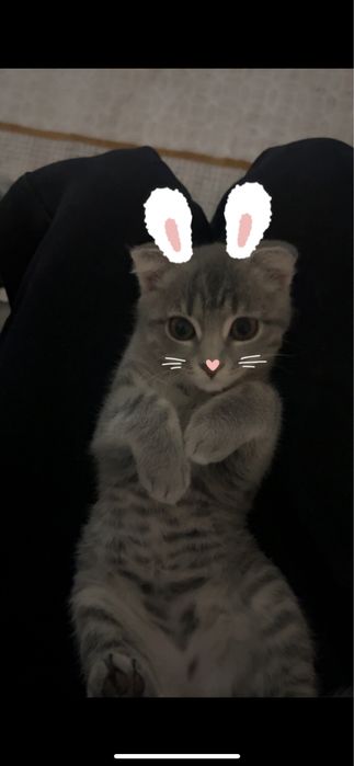 котенок 3х месячный шотландская