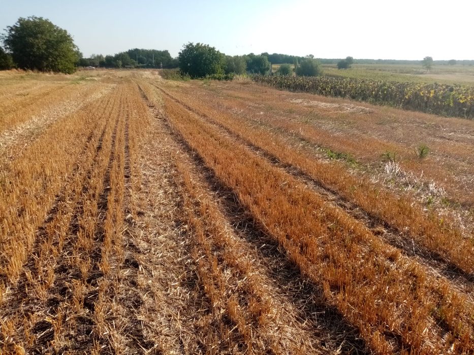 Vând Teren - Zona Giurgiu - Schitu