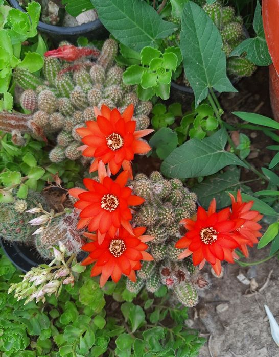 Cactus cu floare roșie , "echinopsis camaecereus ",