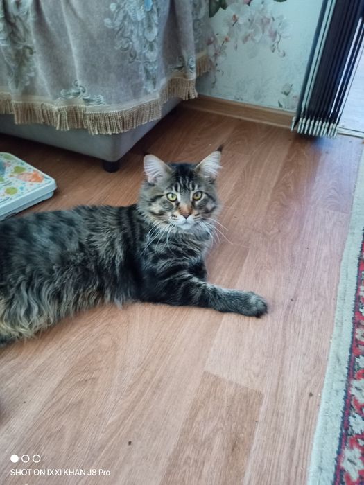 Кот Мейн-кун,  1г 2м,