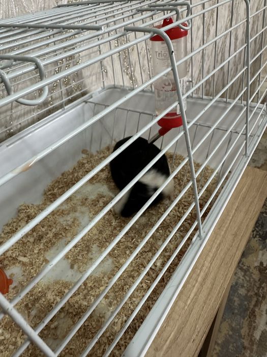 Продам морскую свинку