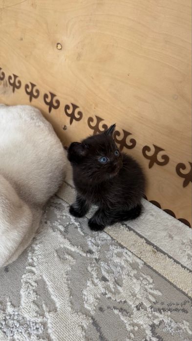 Британские котята