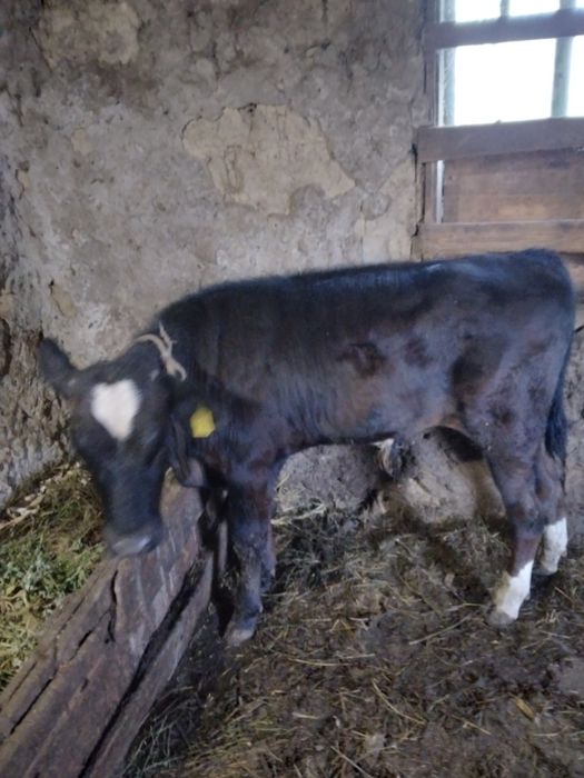 Vitel de vanzare