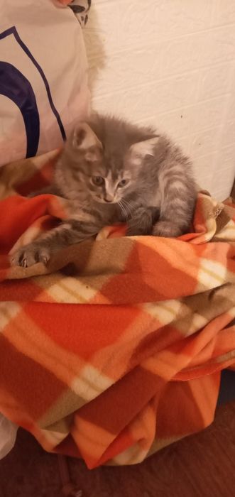 Отдам котёнка бесплатно