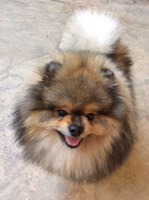 По.щенков мини  шпица девочка и мальчик 2 мес