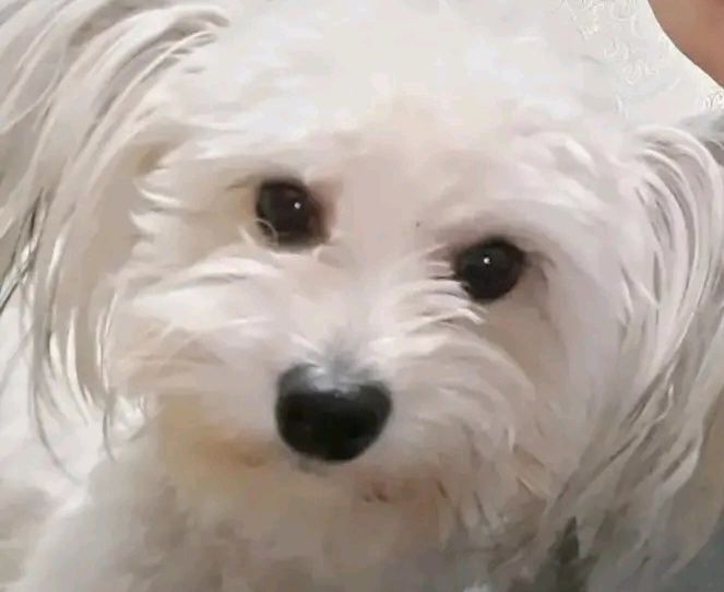 Потерялась собака