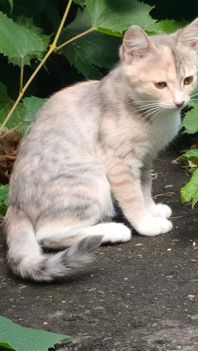 Котята в добрые руки!
