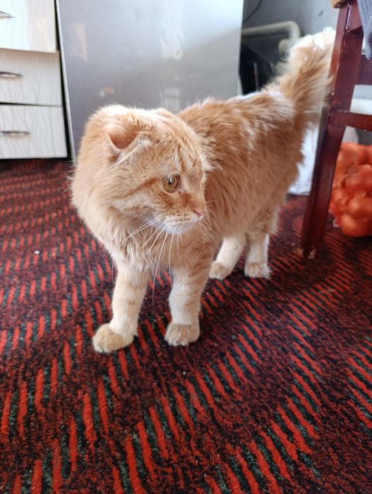 Кот Симба с паспортом