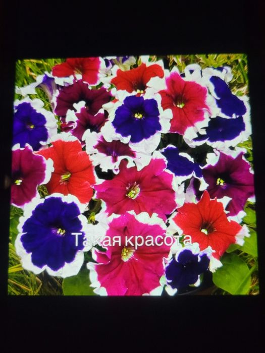 Продам рассаду овощей и цветов