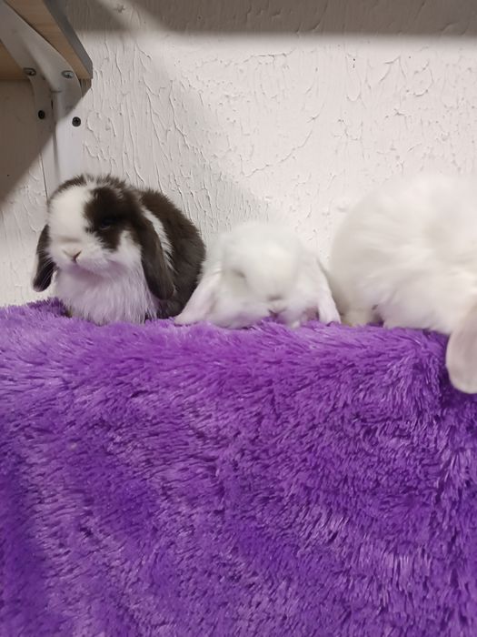 Продаются декоративные кролики (карлики)