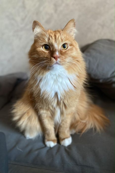 Отдам кота СРОЧНО