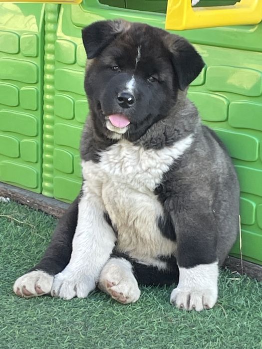 американские акитята