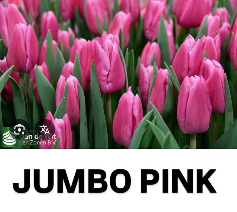 Тюльпаны  Шикарные Оптом и В Розницу