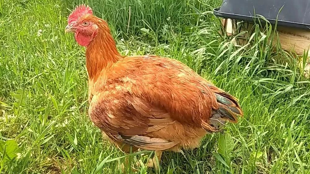 Цветной бройлер Испания в петропавловск