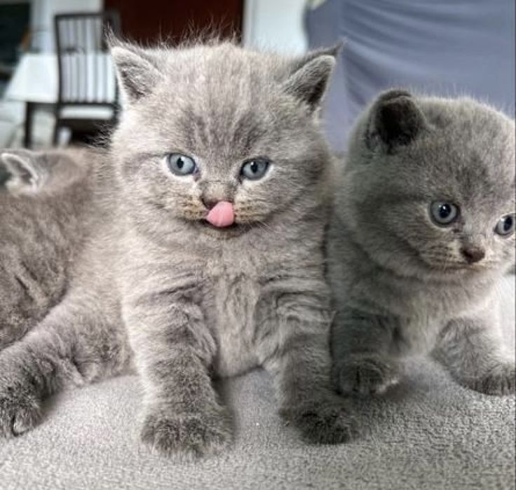 Красивейшие Котята