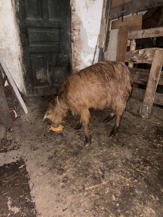 De vanzae sau schimb cu doua oi