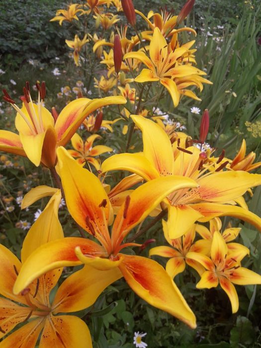 Сирень, плодовые деревья, рассада, букеты.