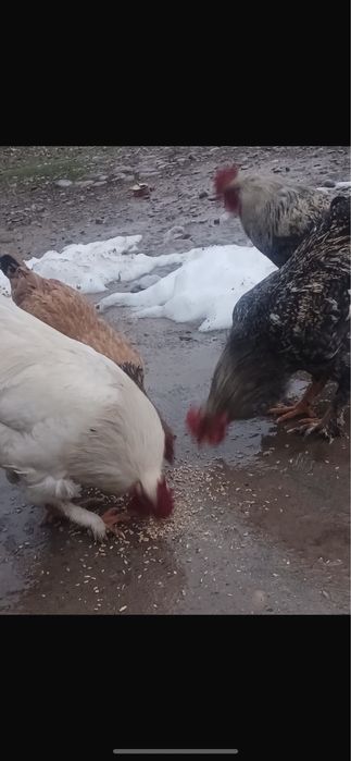 Қораз сатлаты бағасы 5000 тенге