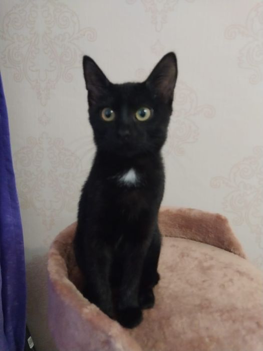 Котенок Воробушек в добрые руки