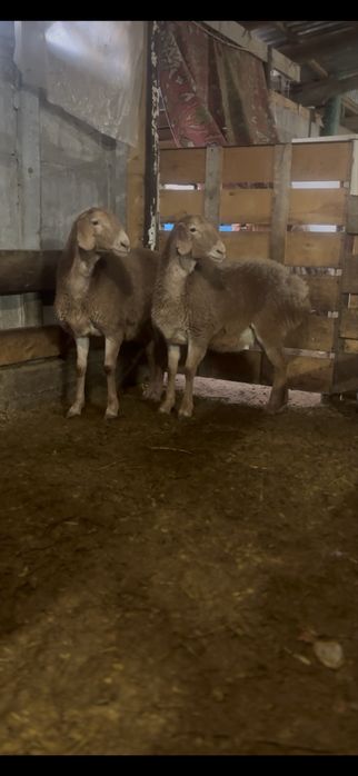 Арашан ургашы токтылар