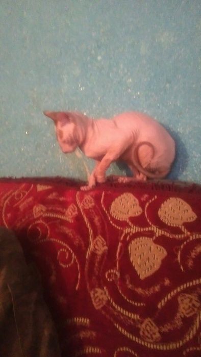 Пропал кот прошу вернуть за вознагрождение