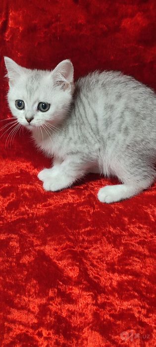 Продается серебристая шиншилла