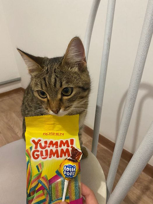 Кошка ласковый ласковый