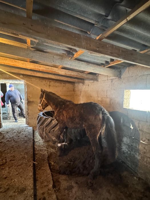 Палтарашка сатылады 1,5 жасар