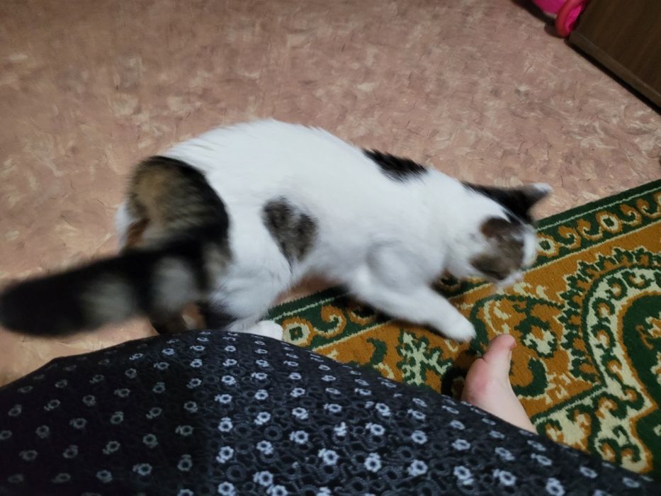 В добрые руки кошечка