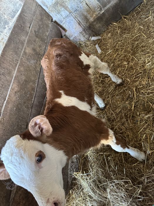 Tauras baltat de vanzare