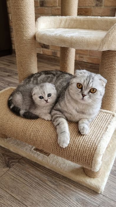 Шотландские котята скоттиши.