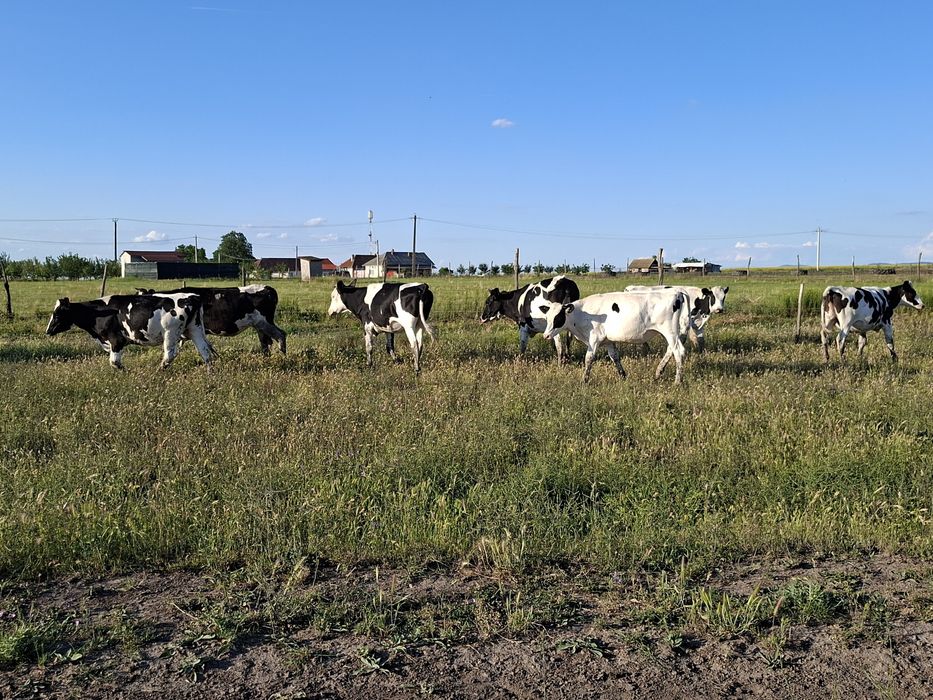 Vițele Holstein de vânzare