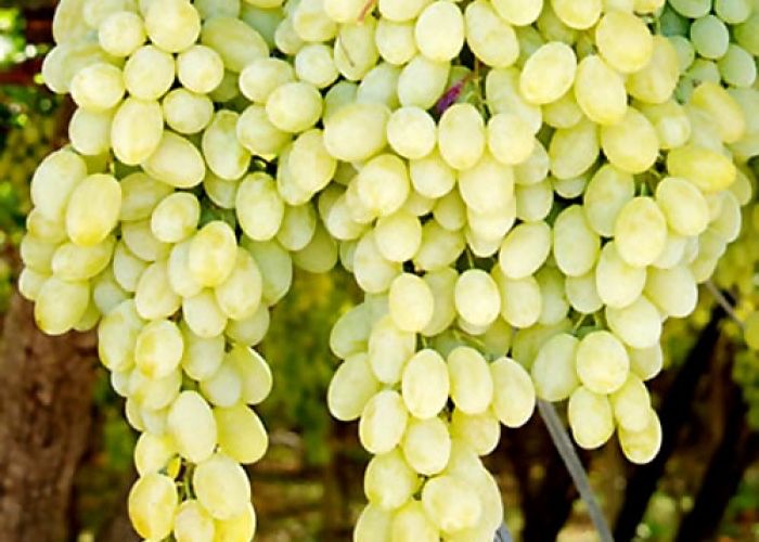 Butasi vita de vie de masa si vin anul 1