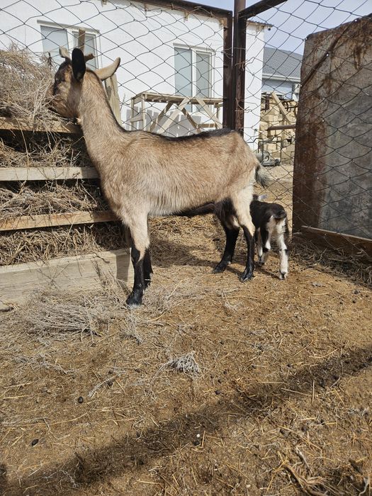 Ешкы альпи нуби лактарымен