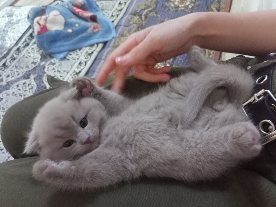 Продается породистый котенок Скотиш Фолд