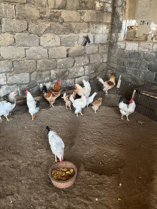 Тауыкктар сатылады