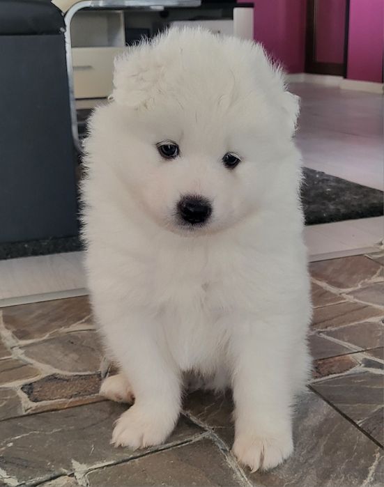 Самоед/ Samoed кученца