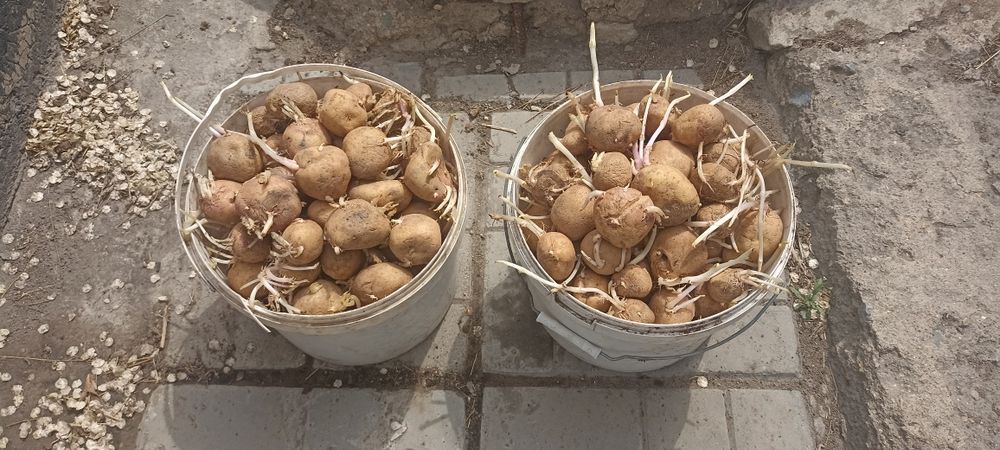 Картофель семенной
