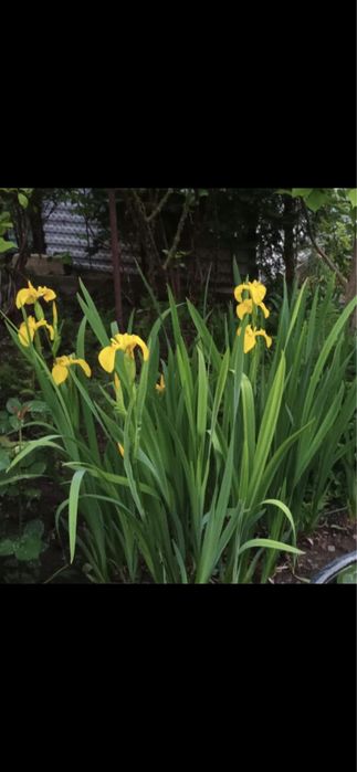 Bazin rotund pentru nuferi; Iriși galbeni ;Tuia;Scoruș; Iasomie;