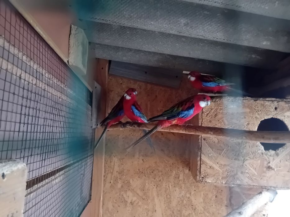 2 perechi  Rosela rubin