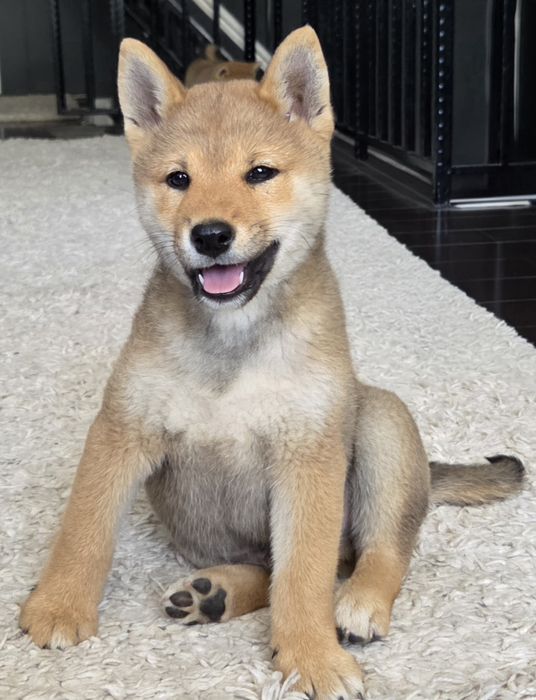 shiba ' Animale de companie ' OLX.ro