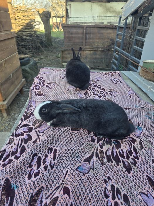 Rex dalmațian de vânzare