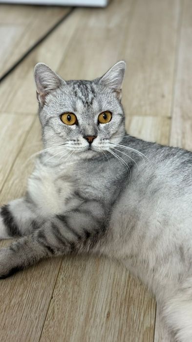 Өзі ақылды мысық