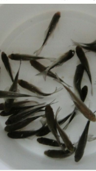 опарыш круглосуточно