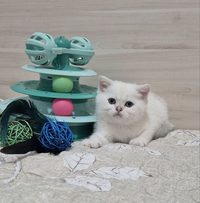 Серебристая шиншилла