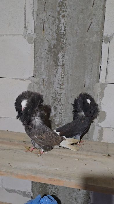 Porumbei de ornament,gulerati,indian,gusat de pomerania